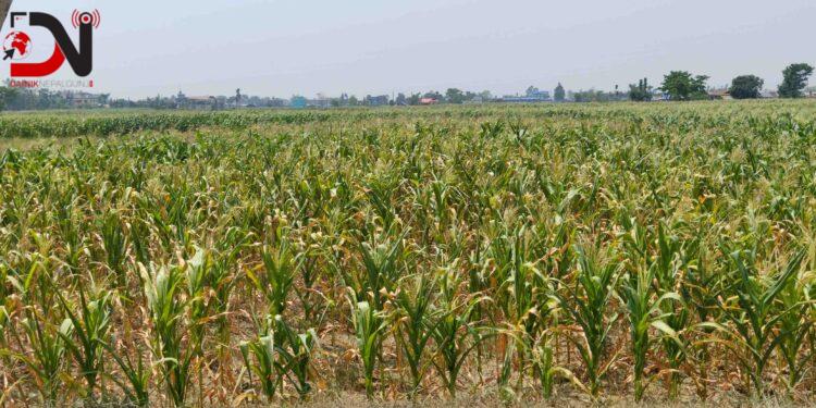 खडेरीले सुक्न थाल्यो मकै