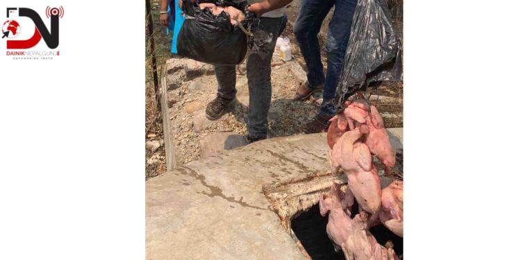 भारतबाट लुकिछिपी कुखुराको मासु तस्करी