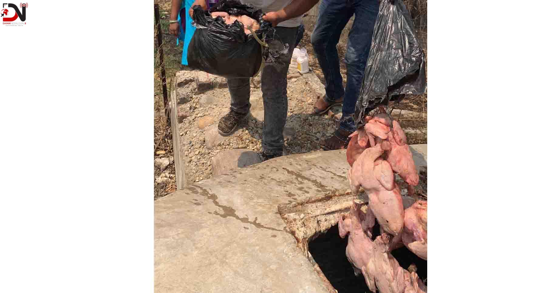 भारतबाट लुकिछिपी कुखुराको मासु तस्करी