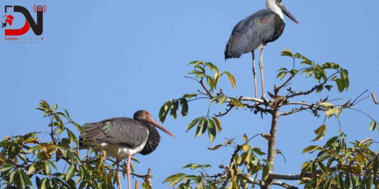 दुर्लभ चराको बासस्थान बन्यो रेसुङ्गा र मदाने