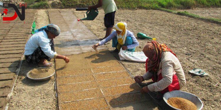 मेसिनद्वारा धान रोपाइँ गर्न ‘ट्रेमा’ बीउ उमार्दै झलारीका किसान