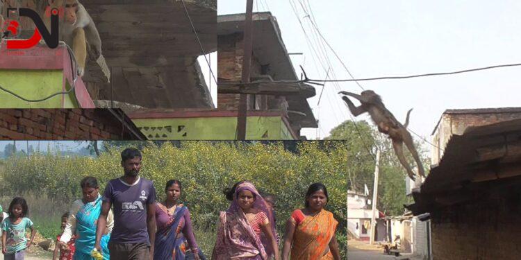 जानकीमा बाँदरको आतंक