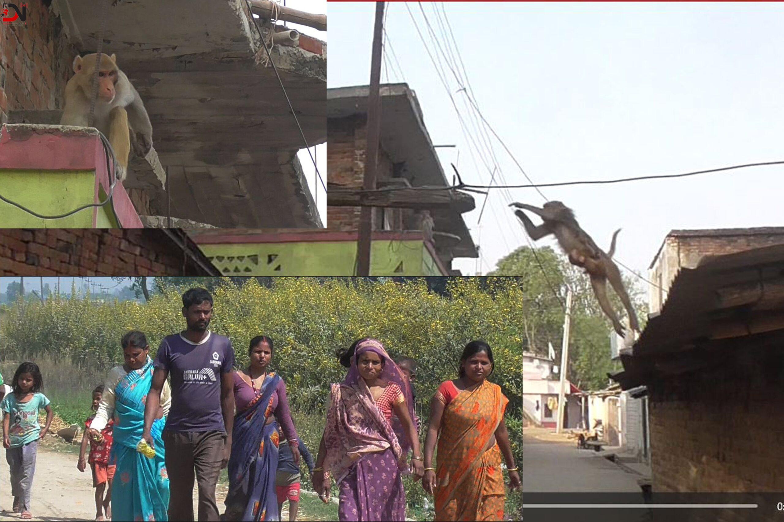 जानकीमा बाँदरको आतंक