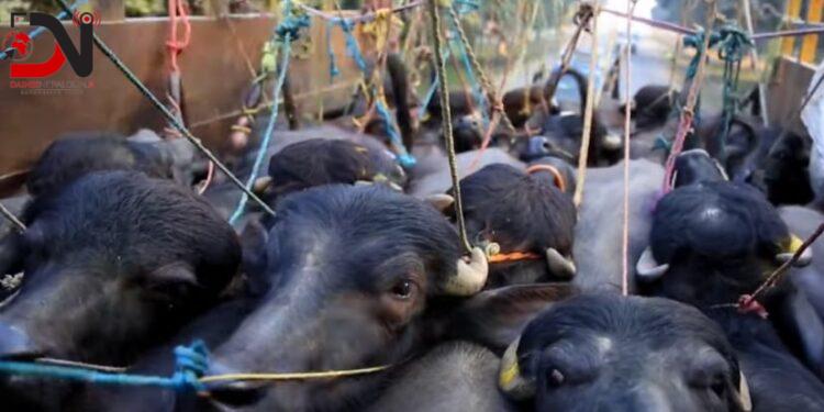 लामो दुरीबाट मापदण्ड विपरित पशु ढुवानी