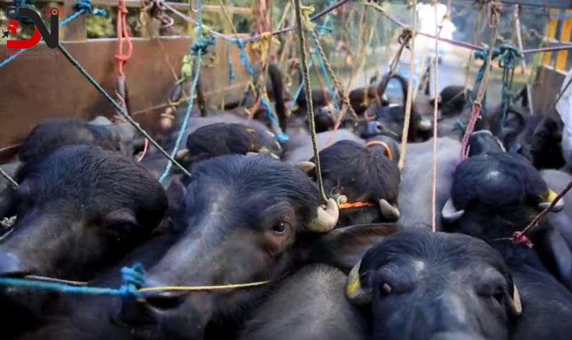 लामो दुरीबाट मापदण्ड विपरित पशु ढुवानी