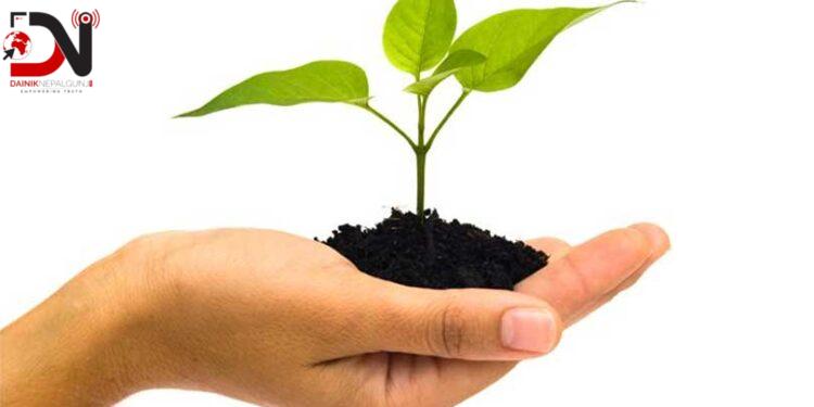 दाङमा तीन लाख बिरुवा तयार, निःशुल्क वितरण गरिने