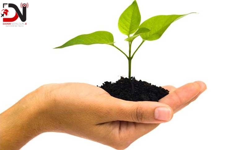 दाङमा तीन लाख बिरुवा तयार, निःशुल्क वितरण गरिने