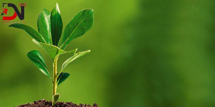 बाँकेका लागि तीन लाख बिरुवा