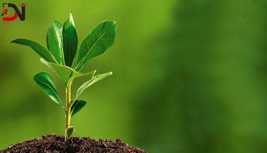 बाँकेका लागि तीन लाख बिरुवा