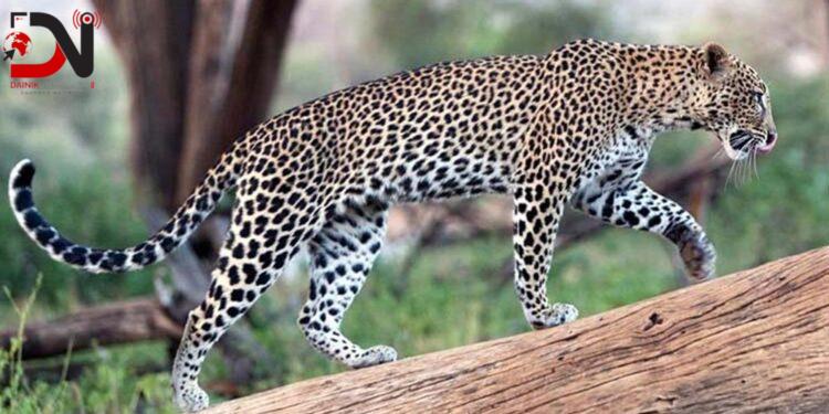 बर्दियामा चितुवा नियन्त्रणमा लिइयो