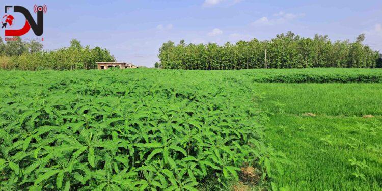 कम्पोष्ट मलका लागि ढैंचाखेती