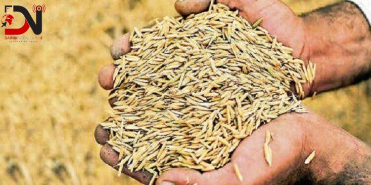 खडेरीले धानको बीउ राख्नै समस्या