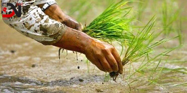 आज भैयापुरमा रोपाई उत्सव