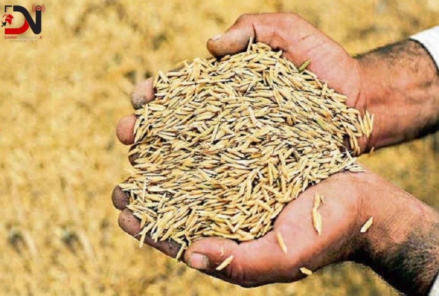 खडेरीले धानको बीउ राख्नै समस्या