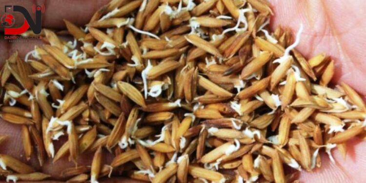 लोप हुँदै रैथाने धान