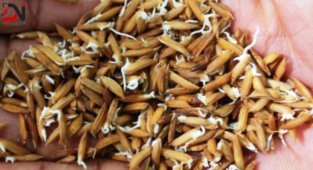 लोप हुँदै रैथाने धान