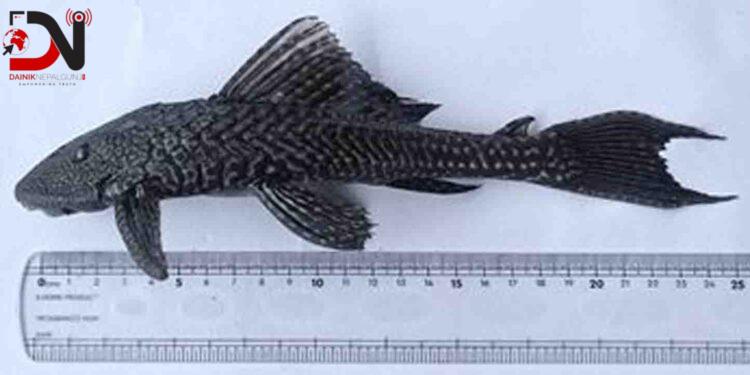 मोरङका खोलामा भेटियो माछाको गैरदेशीय नयाँ प्रजाति