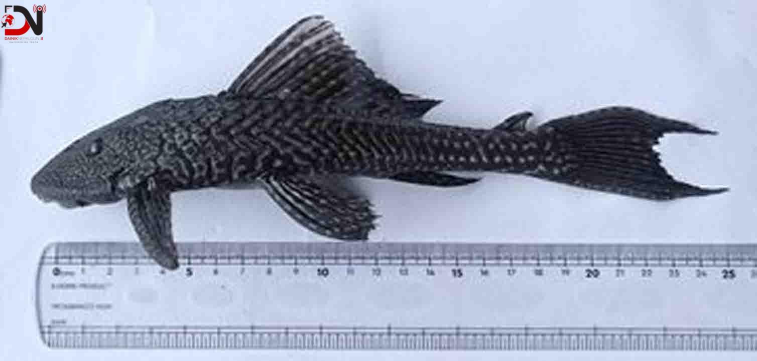 मोरङका खोलामा भेटियो माछाको गैरदेशीय नयाँ प्रजाति