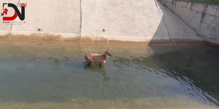 बाँकेमा चालु आर्थिक वर्षमा ७६ वन्यजन्तुको उद्दार