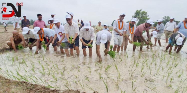 बाँके : दुई प्रतिशत मात्रै रोपाईं !