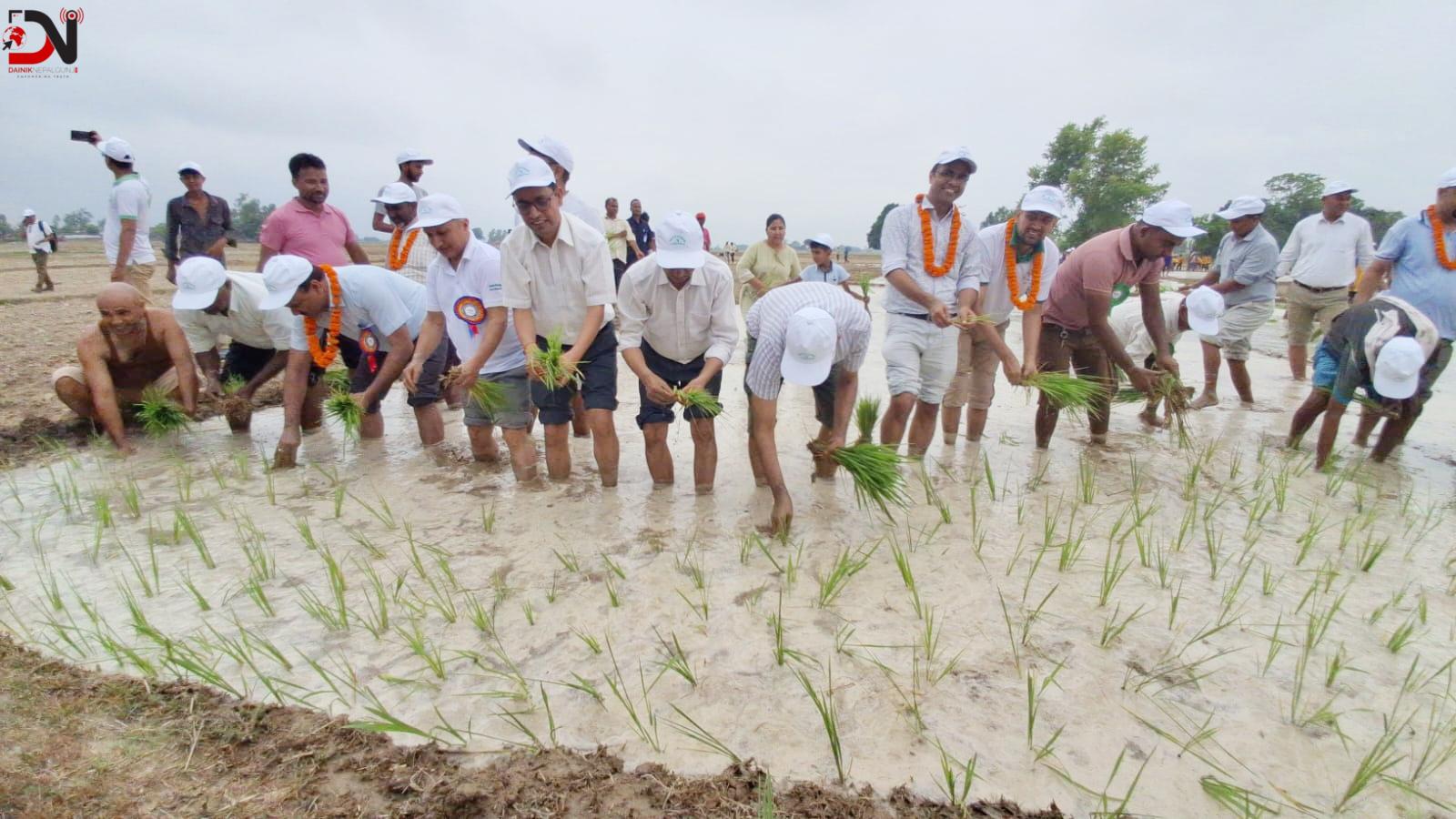बाँके : दुई प्रतिशत मात्रै रोपाईं !