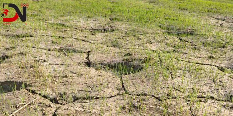 खेतमा धजा, किसान चिन्तित