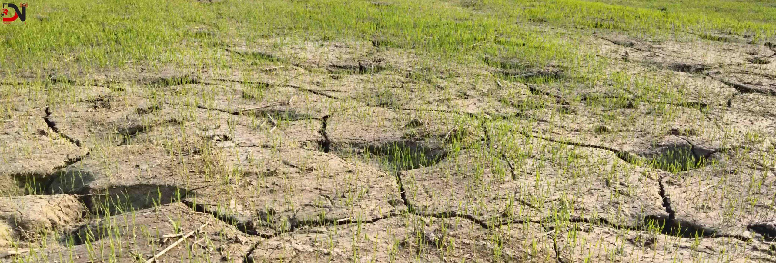 खेतमा धजा, किसान चिन्तित