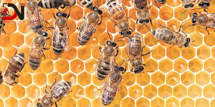 बाँकेमा मौरीलाई गर्मीबाट बचाउन रुखको छहारी