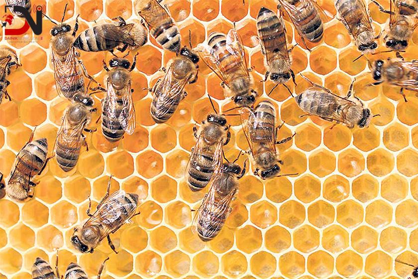 बाँकेमा मौरीलाई गर्मीबाट बचाउन रुखको छहारी