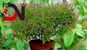 घरका मठमा तुलसीको दल राखिँदै