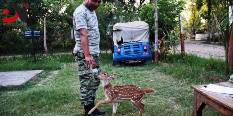उद्धार गरिएको चित्तलको बच्चा बाँकेकाे वन कार्यालयमा