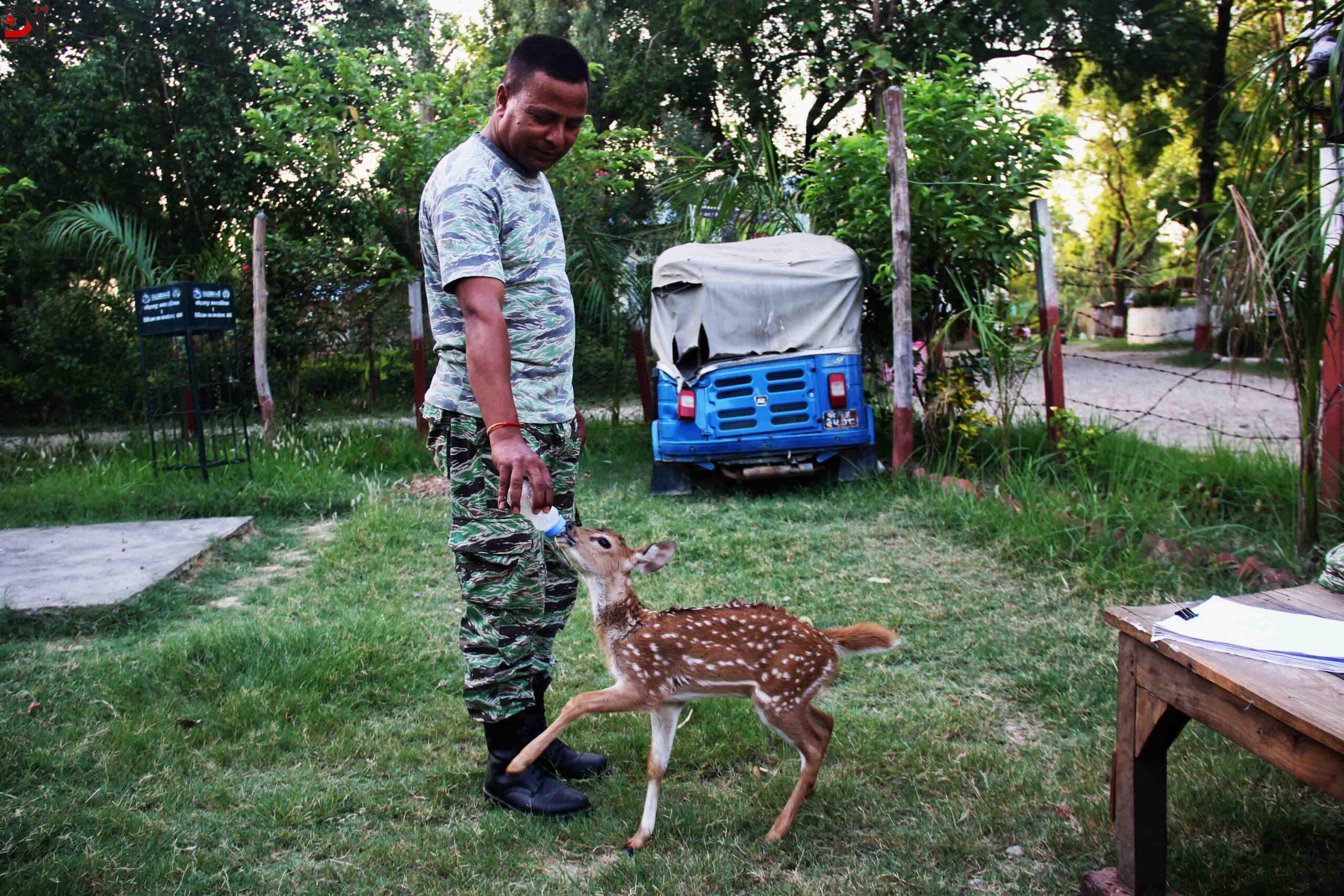 उद्धार गरिएको चित्तलको बच्चा बाँकेकाे वन कार्यालयमा