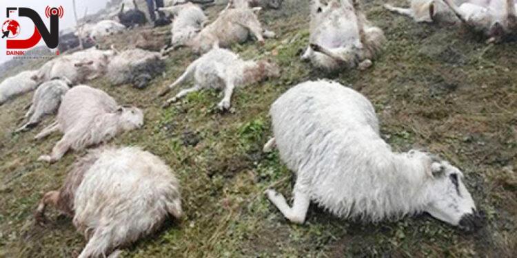 अज्ञात रोगले जुम्लाको हिमा गाउँपालिकामा २३ भेडा मरे
