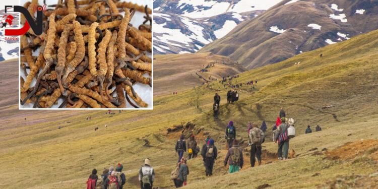 यार्सा सङ्कलनः मुगुमा चारजनाको मृत्यु, एक सिकिस्त