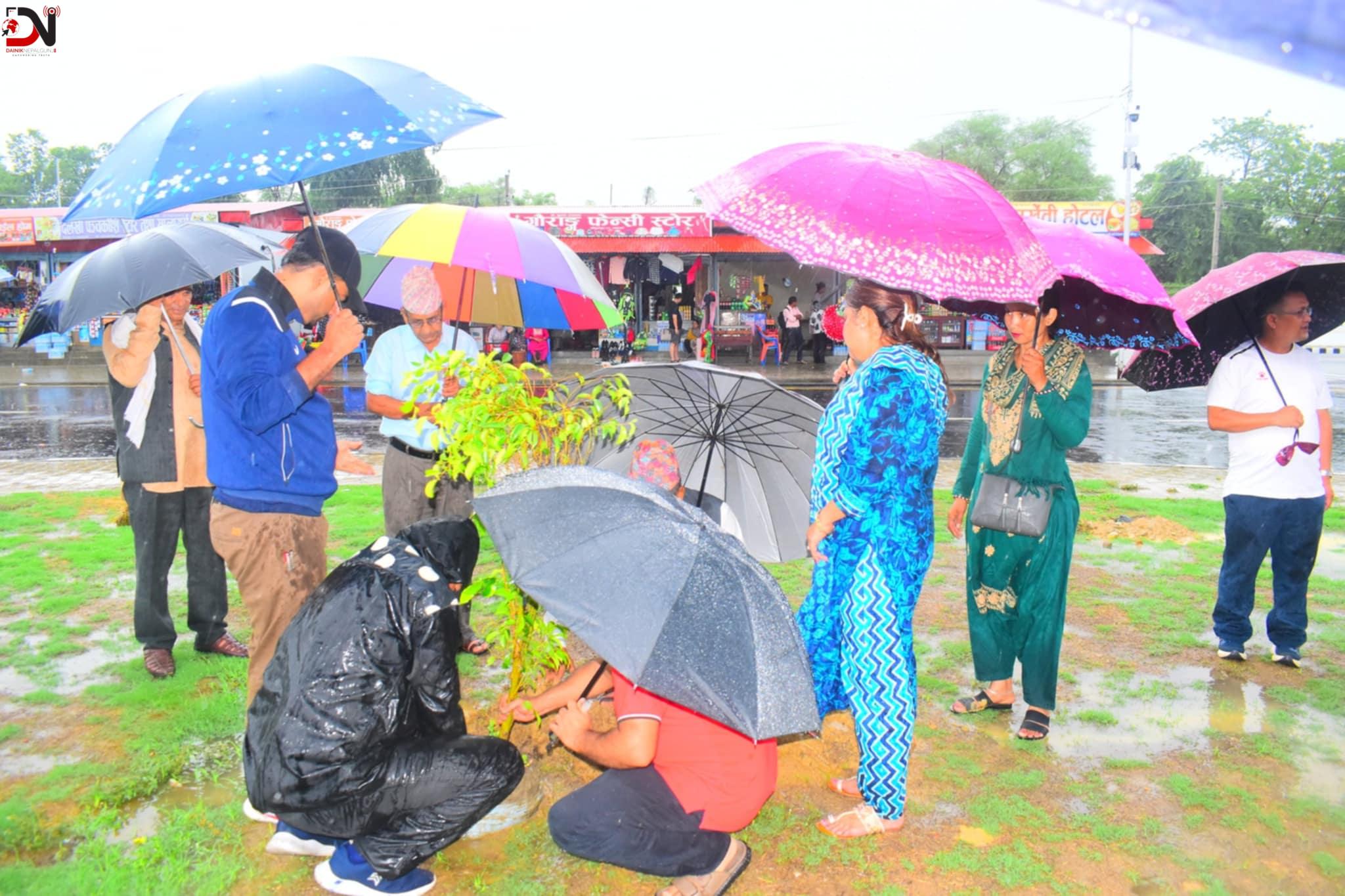 कोहलपुरमा आजदेखि वृक्षारोपण अभियान सुरु