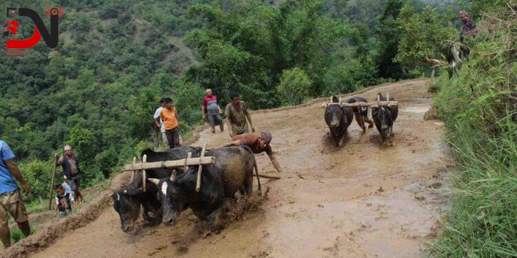 मुलुकभर ३८ प्रतिशत रोपाइँ सम्पन्न