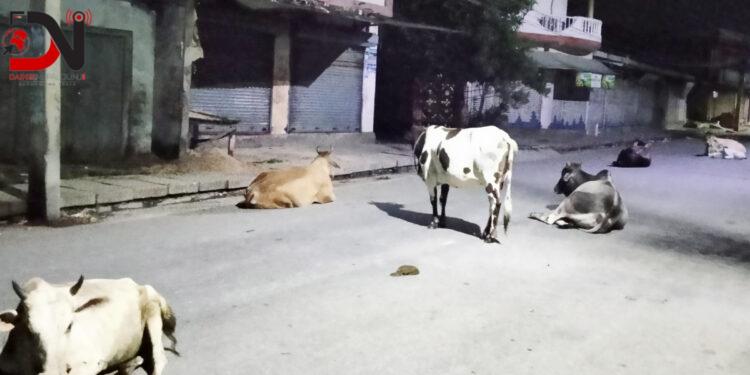 दुर्घटनामा १२ पशु चौपायाको मृत्यु