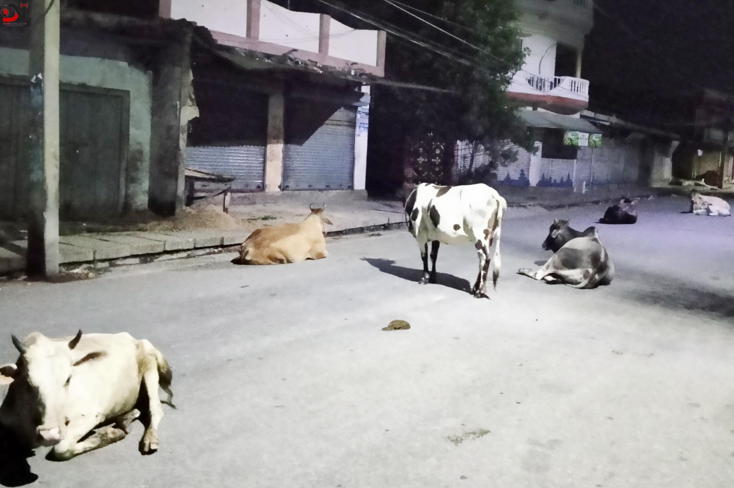 दुर्घटनामा १२ पशु चौपायाको मृत्यु