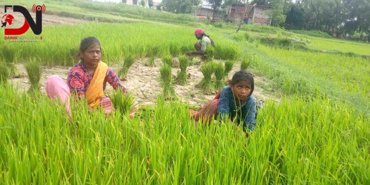 वर्षा नहुँदा धान रोपाइँमा ढिलाइ
