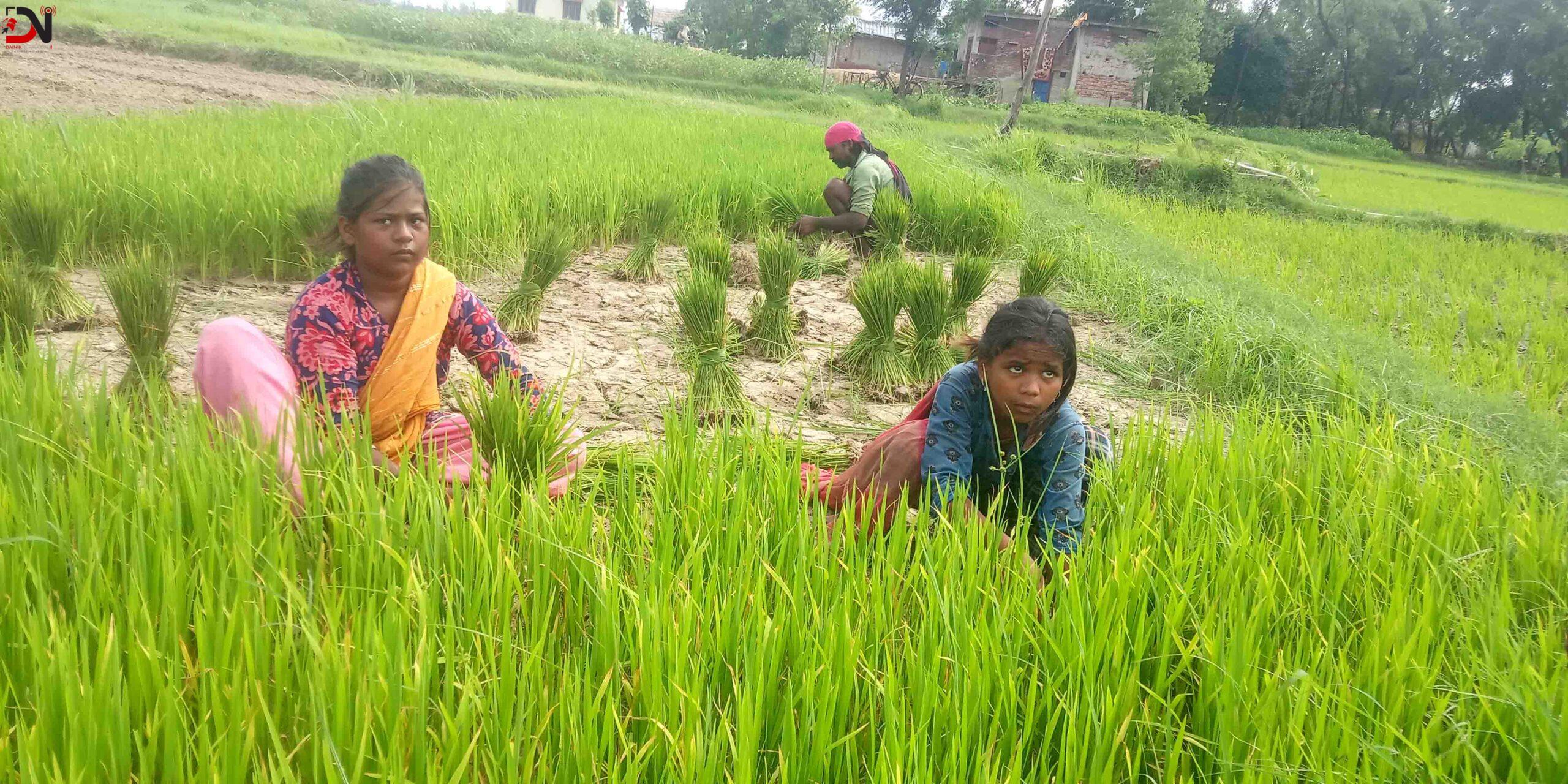 वर्षा नहुँदा धान रोपाइँमा ढिलाइ