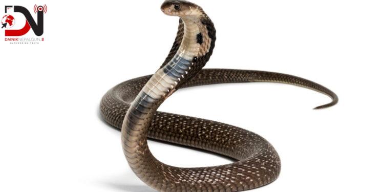 चीनमा १०० जिउँदो सर्प ट्राउजरमा राखी तस्करी गर्दै गरेको अवस्थामा पक्राउ