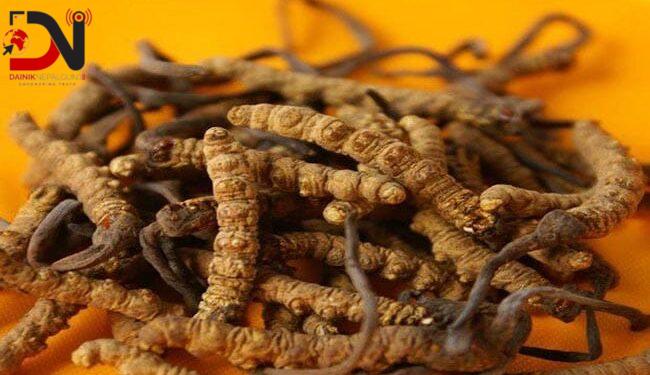 ‘यार्सागुम्बा’ अर्थात् महङ्गो जैविक कीराको खोजी