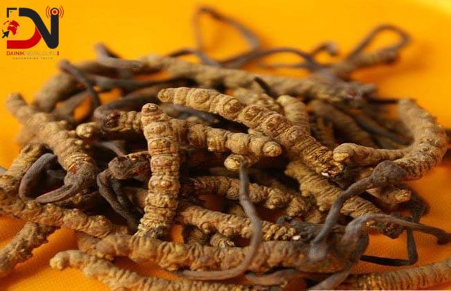 ‘यार्सागुम्बा’ अर्थात् महङ्गो जैविक कीराको खोजी