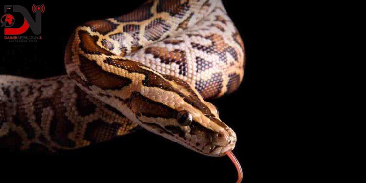 अजिङ्गरको पेटभित्र मृत महिला फेला