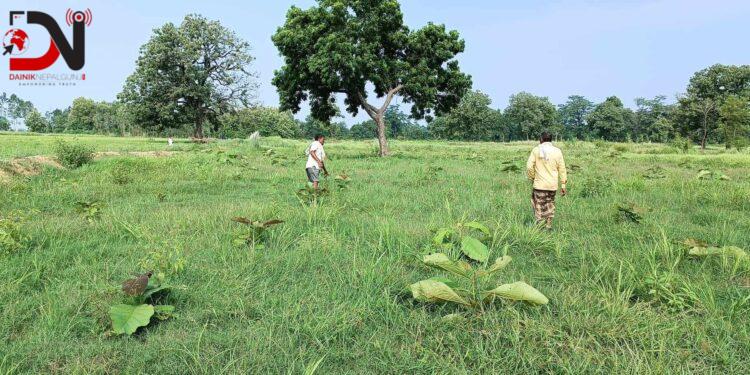 बाँकेको सोनारीमा ‘हाइटेक’ नर्सरी निर्माण