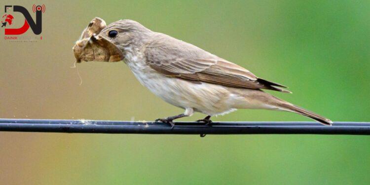 देशमा आजः ८ बजे ८ खबर