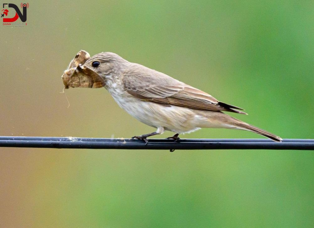 देशमा आजः ८ बजे ८ खबर