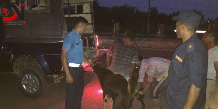 मापदण्ड विपरित ल्याइएको खसी खजुरामा बरामद