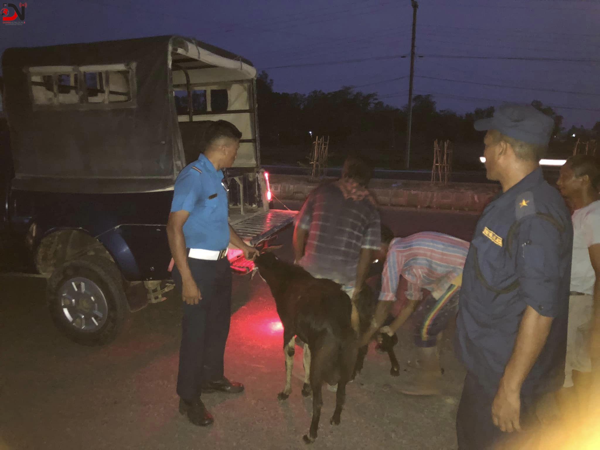 मापदण्ड विपरित ल्याइएको खसी खजुरामा बरामद