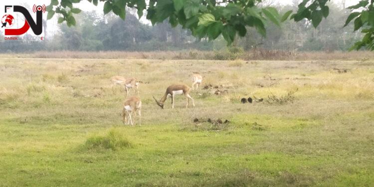 ‘कृष्णसार संरक्षणमा लुम्बिनी प्रदेश सरकार गम्भीर बन्नुपर्छ’